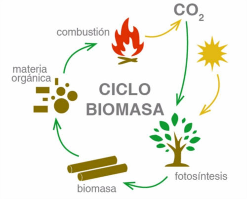 El ciclo de la biomasa